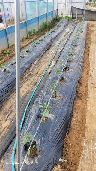 제주농부님의 고추 · 영농일지 작성글 사진