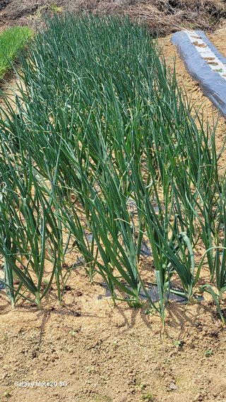 제주농부님의 고추 · 영농일지 작성글 사진