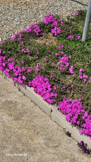 제주농부님의 고추 · 영농일지 작성글 사진