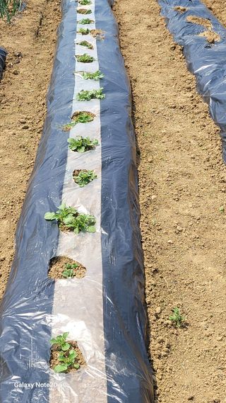 제주농부님의 고추 · 영농일지 작성글 사진