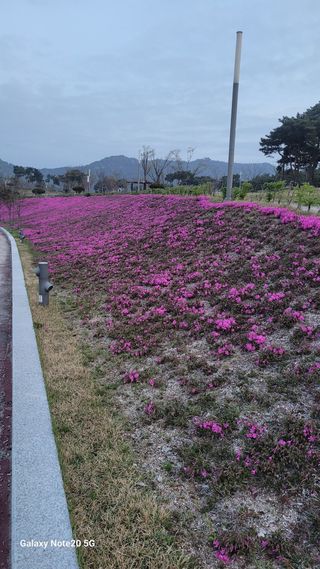 제주농부님의 고추 · 영농일지 작성글 사진
