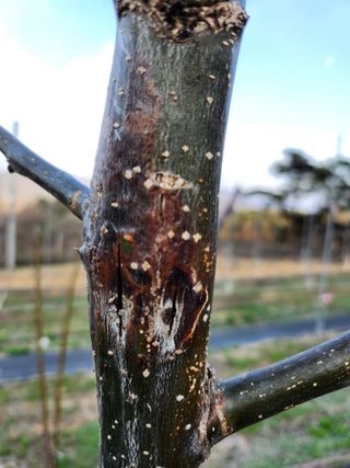 농사준비제님의 기타작물 · 병해충상담 작성글 사진