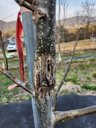 농사준비제님의 기타작물 · 병해충상담 작성글 사진