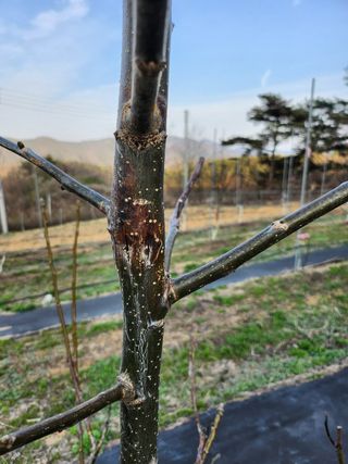 농사준비제님의 기타작물 · 병해충상담 작성글 사진