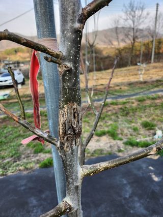 농사준비제님의 기타작물 · 병해충상담 작성글 사진