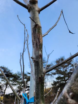 농사준비제님의 기타작물 · 병해충상담 작성글 사진