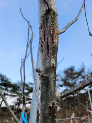 농사준비제님의 기타작물 · 병해충상담 작성글 사진