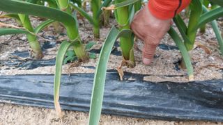국화옆에서님의 마늘 · 영농일지 작성글 사진