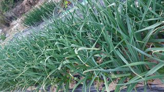 국화옆에서님의 마늘 · 영농일지 작성글 사진