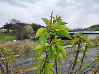김영준님의 복숭아 · 자유게시판 작성글 사진