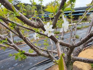 김영준님의 복숭아 · 자유게시판 작성글 사진