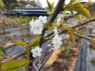 김영준님의 복숭아 · 자유게시판 작성글 사진