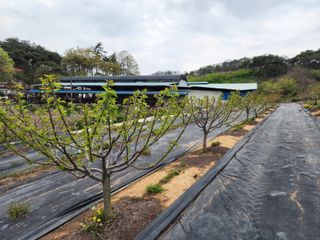 김영준님의 복숭아 · 자유게시판 작성글 사진