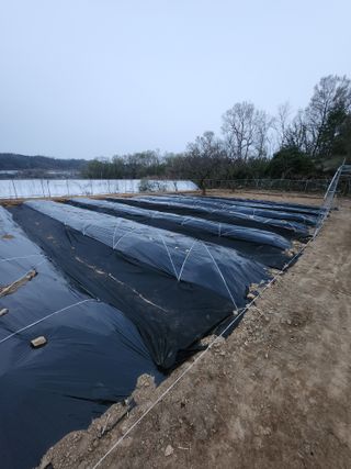 이상준님의 오이 · 영농일지 작성글 사진