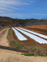 팜모닝 기타작물·영농일지 게시글 이미지