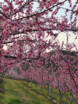 욕심내지말자님의 복숭아 · 자유게시판 작성글 사진
