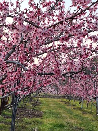 욕심내지말자님의 복숭아 · 자유게시판 작성글 사진