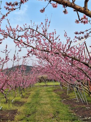 욕심내지말자님의 복숭아 · 자유게시판 작성글 사진