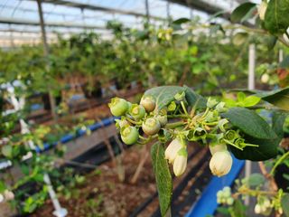 본사 2층님의 블루베리 · 병해충상담 작성글 사진