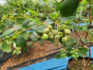 본사 2층님의 블루베리 · 병해충상담 작성글 사진