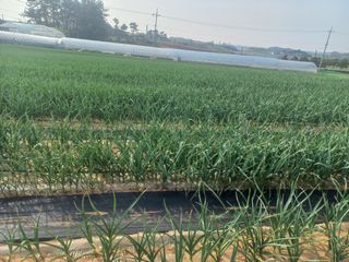 박린님의 마늘 · 영농일지 작성글 사진