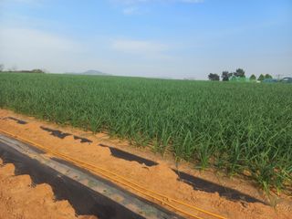 박린님의 마늘 · 영농일지 작성글 사진