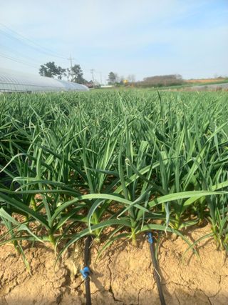 박린님의 마늘 · 영농일지 작성글 사진