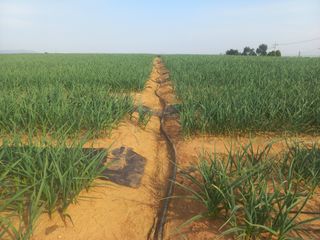 박린님의 마늘 · 영농일지 작성글 사진