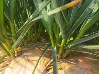 박린님의 마늘 · 영농일지 작성글 사진