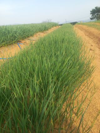 박린님의 마늘 · 영농일지 작성글 사진