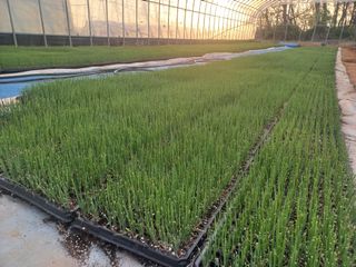 박린님의 마늘 · 영농일지 작성글 사진