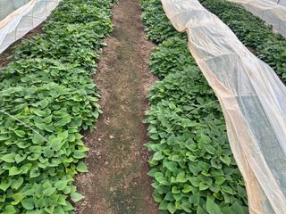 이영민님의 고구마 · 영농일지 작성글 사진