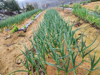 신덕님의 마늘 · 영농일지 작성글 사진