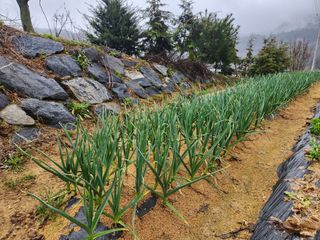 신덕님의 마늘 · 영농일지 작성글 사진