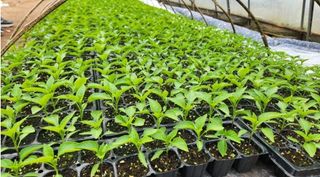 대산농사대장님의 고추 · 파종•정식 작성글 사진