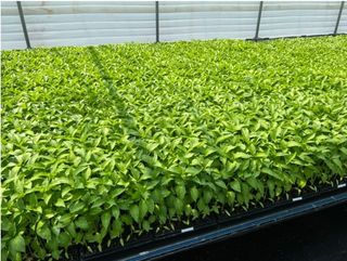 대산농사대장님의 고추 · 파종•정식 작성글 사진