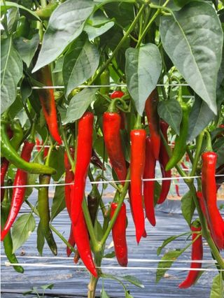 대산농사대장님의 고추 · 파종•정식 작성글 사진