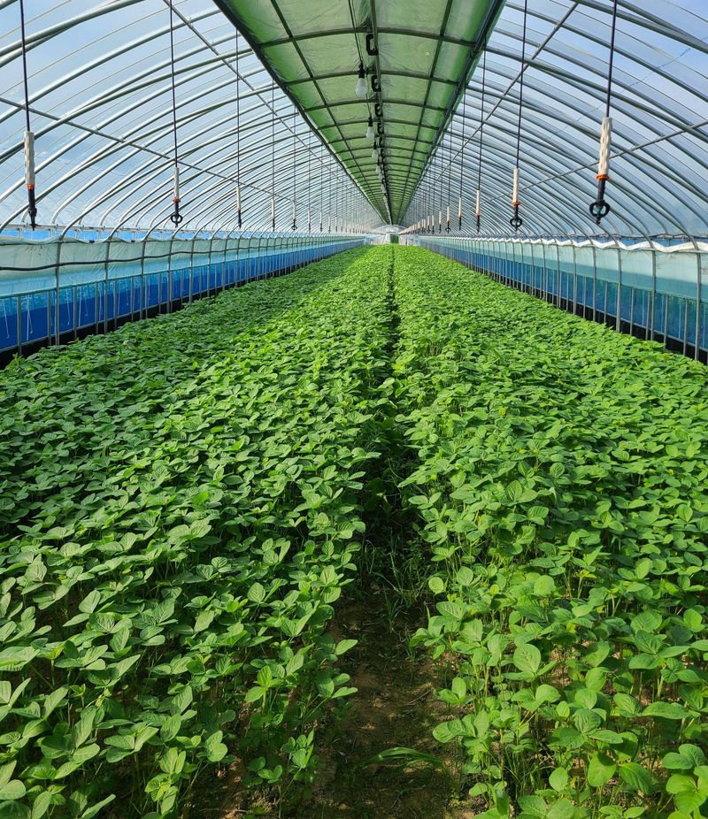 은규65772812님의 장터 판매 상품 [콩잎물김치와표고강된장] 첨부 사진