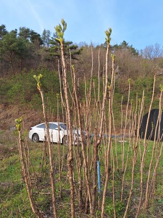 산림수님의 두릅 · 영농일지 작성글 사진