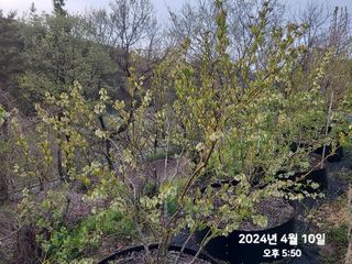 동우농장(김대욱)님의 블루베리 · 자유게시판 작성글 사진