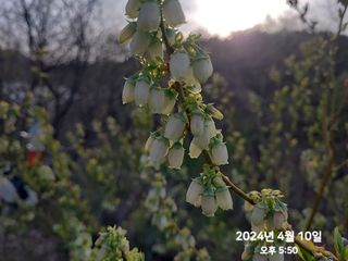 동우농장(김대욱)님의 블루베리 · 자유게시판 작성글 사진