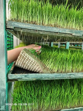 노란토끼님의 벼 · 영농일지 작성글 사진