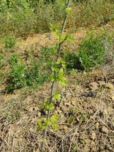 팜모닝 농사, 무엇이든 물어보세요!·참여글 게시글 이미지
