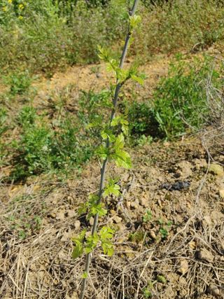 상추12428님의 농사, 무엇이든 물어보세요! · 참여글 작성글 사진
