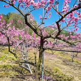 팜모닝 복숭아·영농일지 게시글 이미지