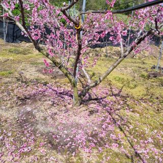 피치나라님의 복숭아 · 영농일지 작성글 사진