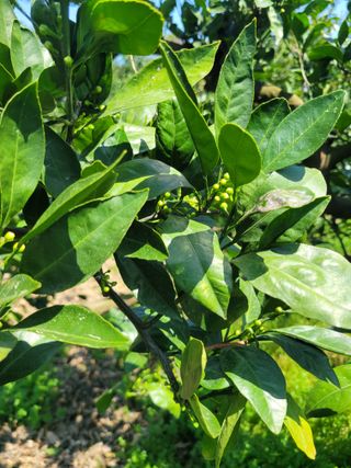 서귀포달코롬감귤농원님의 귤 · 일상 작성글 사진