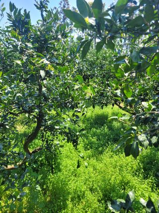 서귀포달코롬감귤농원님의 귤 · 일상 작성글 사진