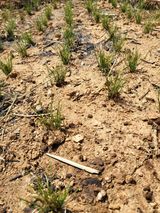 팜모닝 기타작물·영농일지 게시글 이미지