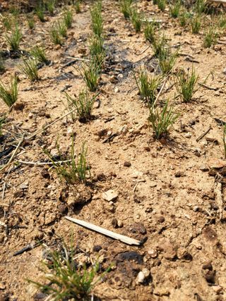 조가든님의 기타작물 · 영농일지 작성글 사진